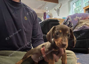 Miniature dachshund ready now