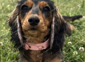 Stunning Coker spaniel girl