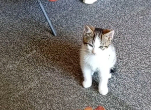 Make kitten