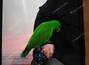 Eleticus parrot