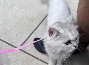 Purebred scottish fold