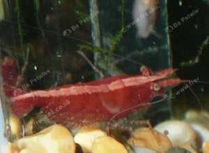 Red cherry shrimps.