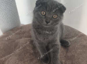 Scottish fold blue