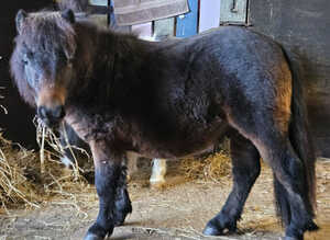 Gorgeous Bay Yearling Mini Shetland Colt