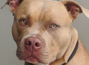 Standard bully for stud