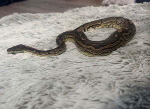 Female cinnamon ball python