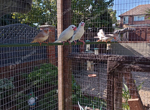 Java sparrow
