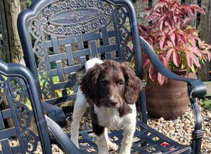 Gorgeous English Springer Spaniel Puppies