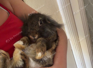 Rabbits