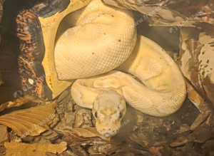 Ball python