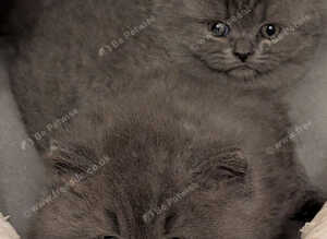 Kittens British Shorthair
