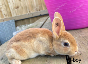 ️️5 week old mini Rex️