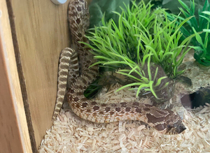 Western hognose