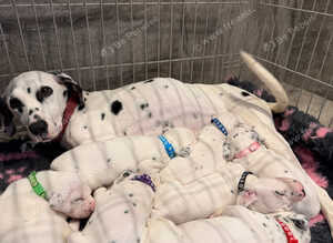 QUALITY DALMATIAN PUPPIES