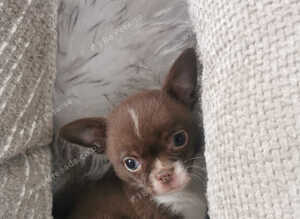 Chihuahua puppies