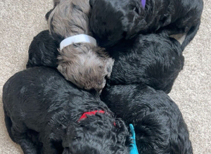 F1b Cockapoo puppy&rsquo;s