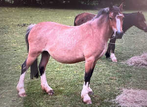 Registered Section A Mare