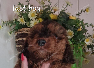 Beautiful boy cockerpoo