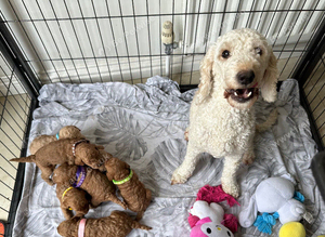 Cockapoo puppies