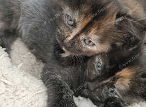 Cat's