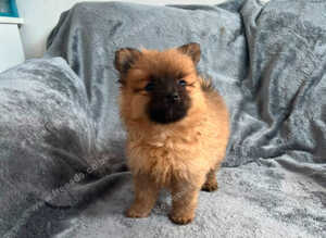 Pomeranian Puppies