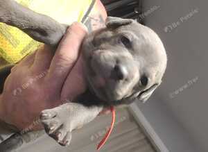 beautiful puppies