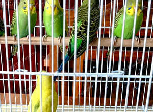 Baby budgies ready for their new home.