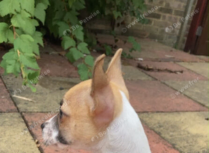 I have a 2 month old chihuahua X puppy for rehoming