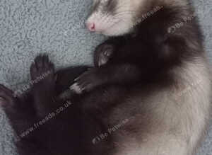 Beautiful 11-Week-Old Ferret Hobs (One Silver, One Brown)