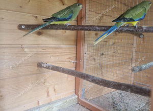 Elegant Grass Parakeets