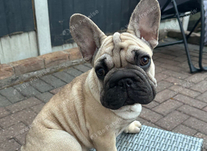 Beautiful KC Registered French Bulldog Boy and Girl  &ndash; Ready for His Forever Home