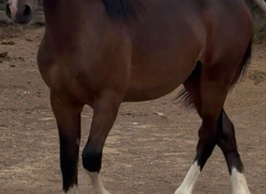 Sec d yearling colt