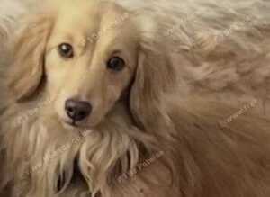 Stunning cream long haired mini
