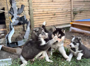 Siberian husky puppies