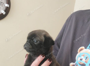 pug pups.