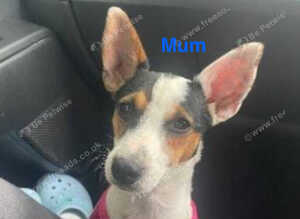 2 beautiful Jack Russell puppies for sale