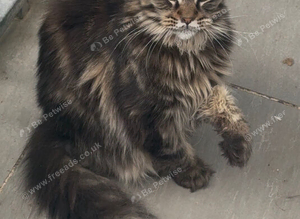 XL maine coon tabby,black kittens looking new home