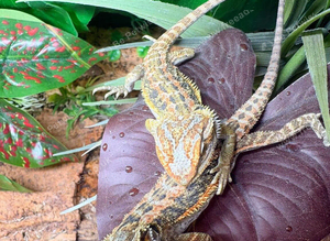Hypo High Yellow Blue Bar Bearded Dragons at Birmingham Reptiles