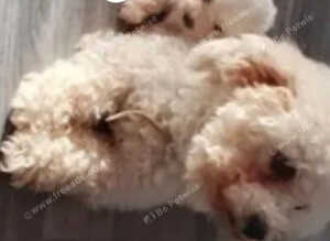 Bishon pedigree puppies