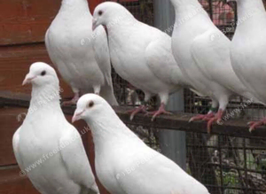 Breeding pair of white Logan pigeons