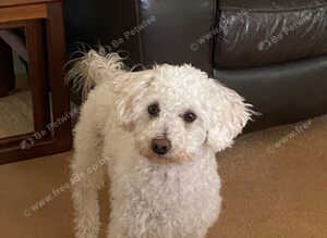 2 year old affectionate Maltipoo