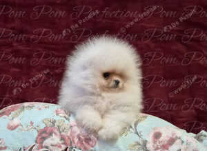 Ultra Teddy Bear Pomeranian Puppies