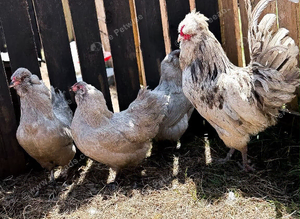 Eggs Hatching