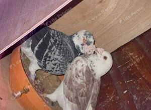 Turkish, polish, American show racer, racer pigeon for sale Diferent price and preceding pairs available