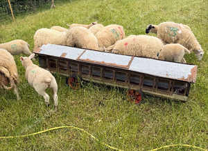 3 x 30kg lambs