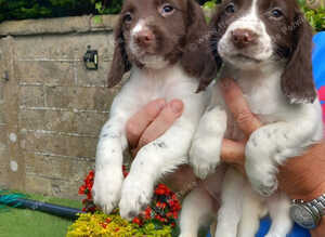 English  Springer Spaniel  puppies