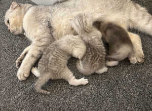 Scottish fold kittens for sale
