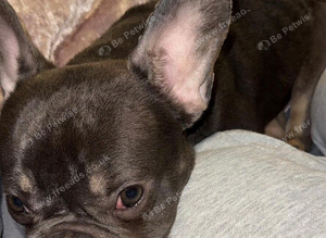 1 year old blue Frenchie