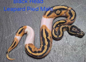 Various Ball Python Hatchlings