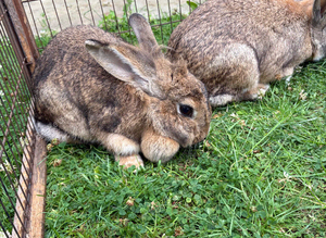 Rabbits